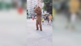 网红熊也会跳街舞