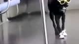 地铁偶遇 Hiphop Dog   ​​​