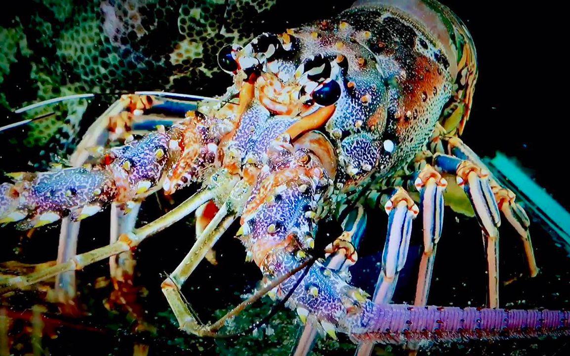 『加勒比海-雷鬼龙虾』（HA103- Reggae Shrimp  ）