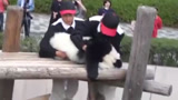 倍受宠爱的“国宝”大熊猫，日本竟然这样对待它，看后大开眼界！