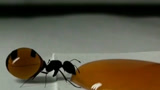给蚂蚁喝饱蜂蜜，看看会发生什么？