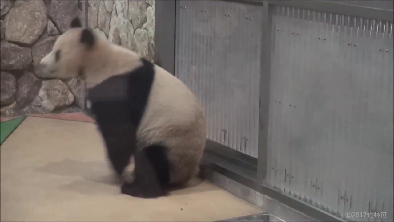 【生活在海外的大熊猫们】阳浜的霹雳舞时间
