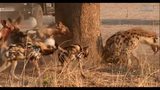 非洲鬣狗被围剿，真是大快“兽”心，掏肛神兽被报复了