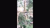 难得一见的熊猫单杠表演！不当运动员可惜了