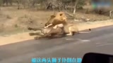水牛遭狮子捕杀，本想和狮子正面相对，结果让它后悔不已
