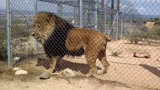 这头雄狮没有尾巴，不把任何人放到眼里，看到饲养员就去扑！