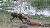 野狗正在享用黑斑羚，突然发现让人痛心的！黑斑羚死不瞑目