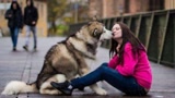 为什么单身女性都喜欢养狗，而且是养大型公犬？答案让人意外