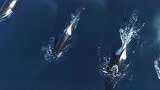 出海的时候偶遇一群鲸鱼！叫声太恐怖了！让人大开眼界啊