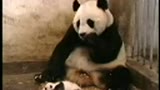 可爱的熊猫打喷嚏
