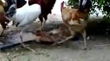 一只母鸡和一群公鸡的故事！