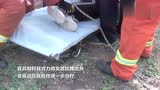 潍坊同城 12岁女孩坠入姜井 左腿骨折 消防官兵下井成功救援