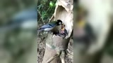 山雀鸟喂食雏鸟现场，这鸟妈妈太聪明了，竟然在竹子里做窝！