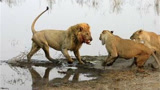狮子单挑两只狼，这是什么狼比狮子还大