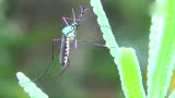 世界上最大的蚊子，成虫体长约35mm，是普通蚊子的4倍 奇闻