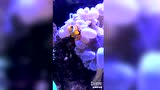 小丑鱼与珊瑚嬉戏
