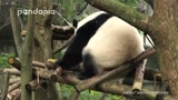 大熊猫成绩：成绩甩的臀舞