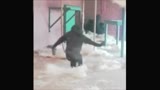 猩猩跳芭蕾舞，谁见过