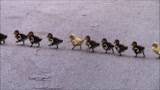 小鸭子排队过马路，像在表演芭蕾舞，网友：BGM很到位