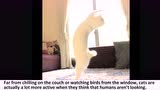 天才的猫有着令人惊叹的芭蕾舞步