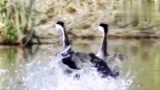 两只天鹅表演了一段优美的水上芭蕾，网友：太厉害了