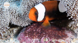 小丑鱼蛋—真正的海底总动员