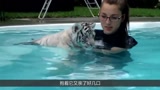 女子养了一只老虎，将它放在水里游泳，谁知被呛了一口，小老虎的表情委屈？