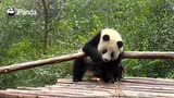 熊猫健身就练甩臀舞