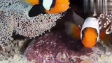 小丑鱼的孵化过程