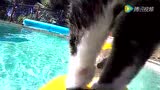 GoPro Didga the Dog-Surfing Cat