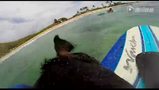 GoPro- Kama The Surfing Pig